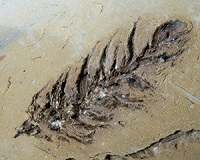 fossil seedpod